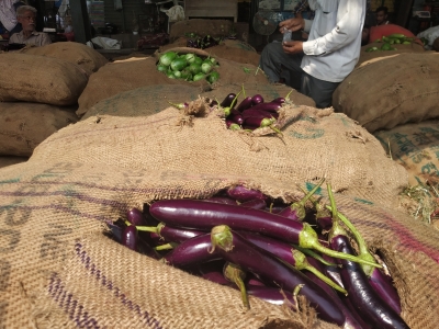 छग में बैगन की नई प्रजाति का बैगन 2 फुट तक लंबा