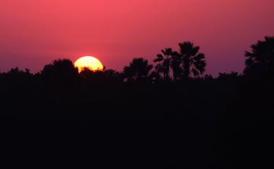 शेरों को बचाने में मदद के लिए सवाना अग्नि प्रबंधन राजस्व उत्पन्न कर सकता है