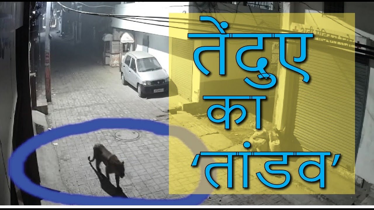 घनी आबादी में तेंदुए का आतंक, सिपाही समेत तीन लोग घायल