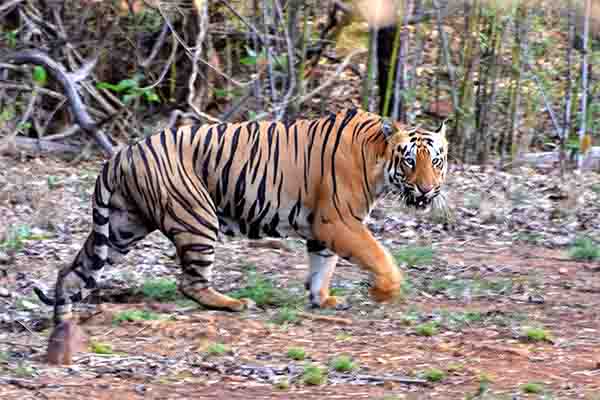 बाघ ने किया हमला 12 वर्षीय बच्ची की मौत : यूपी