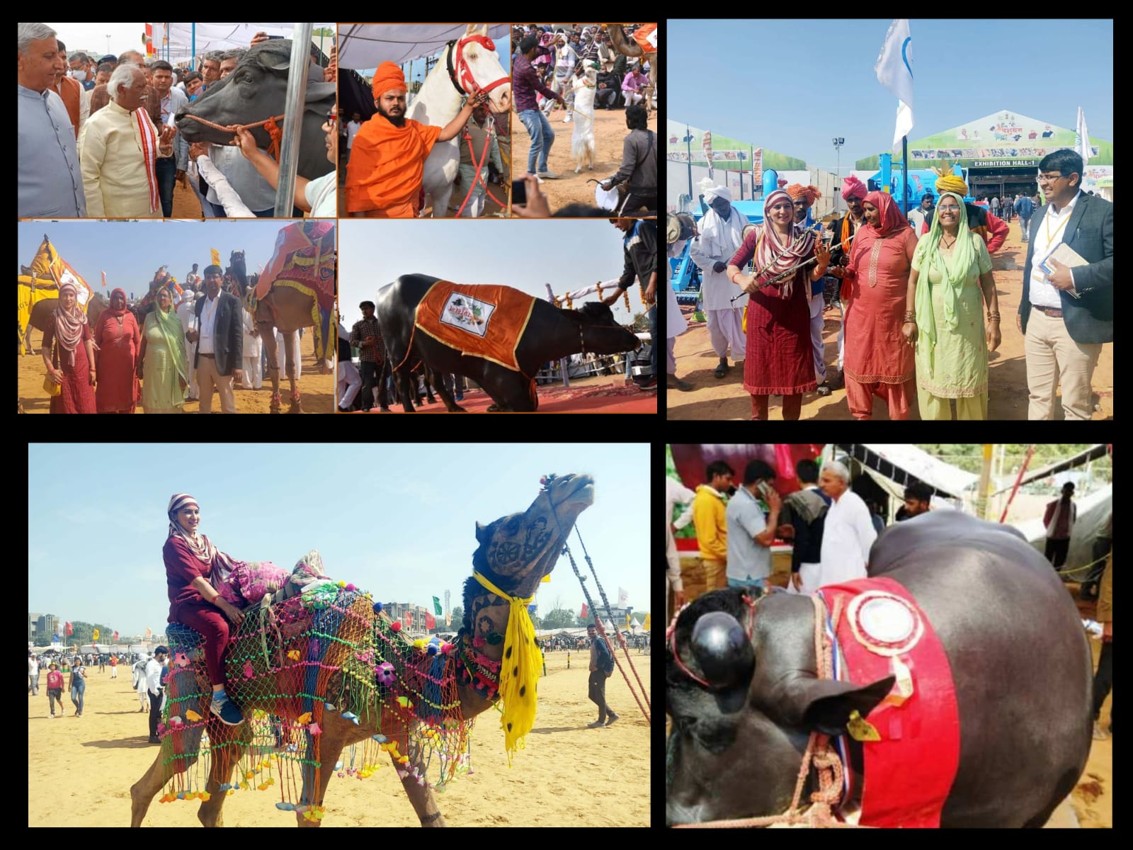 भारत के प्राचीन व्यवसाय के प्रतीक हैं पशु मेले