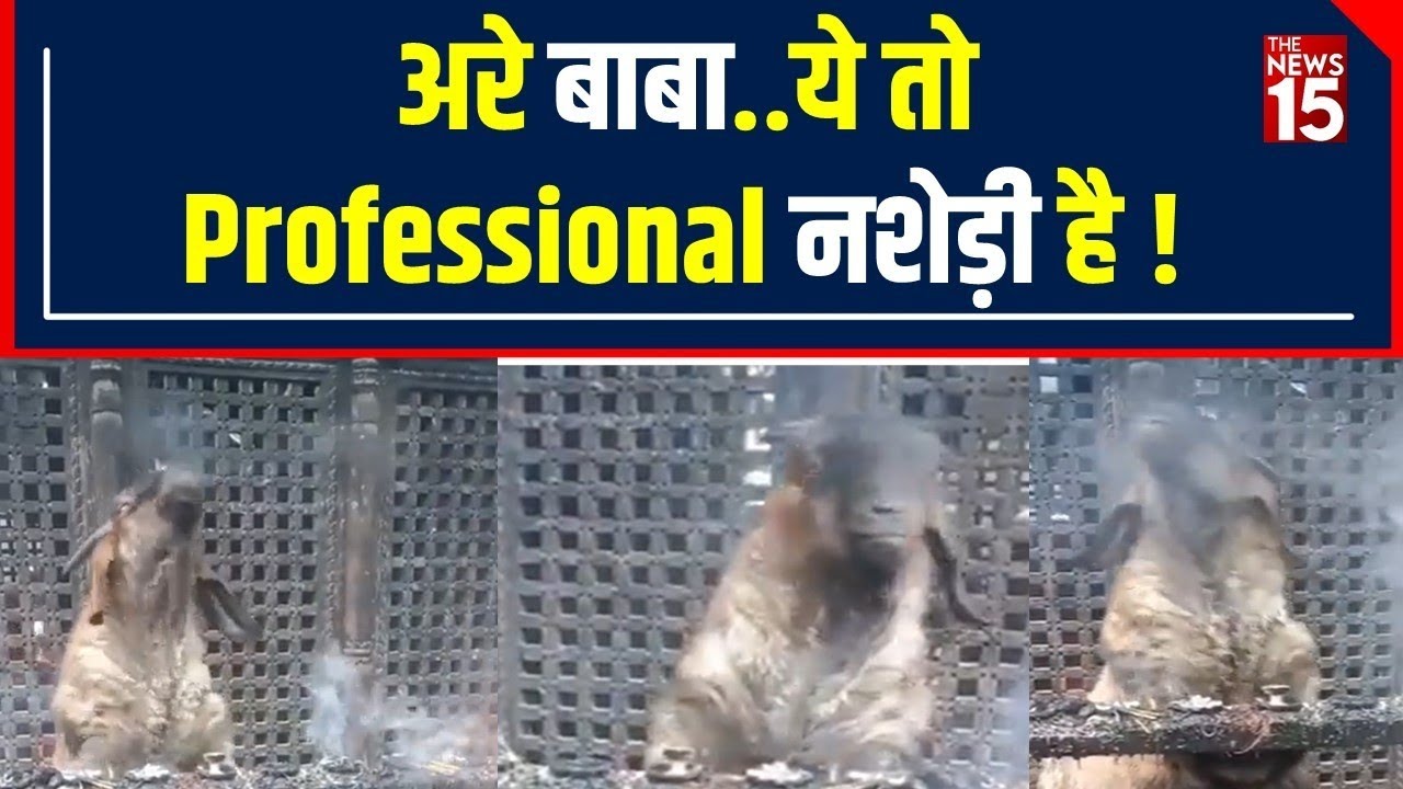 Viral : इस professional नशेड़ी बकरे ने Social media पर धुआं उठा दिया ! | The News15