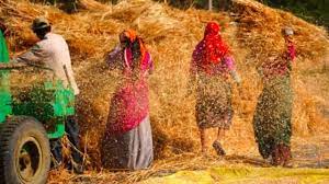 रूस-यूक्रेन युद्ध का फायदा किसानों को, MSP से ज्यादा मिल रहा गेहूं का दाम