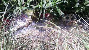 मथुरा के खेत में मिला कंकाल, दिसंबर से गायब किशोरी का होने की आशंका, पुलिस जांच में जुटी