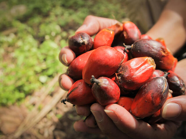 palm oil के निर्यात पर बैन