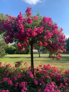 Foreign travel, Horoscope Analysis, Trip to Luxembourg, United Nations Organisation, Oneness With Nature