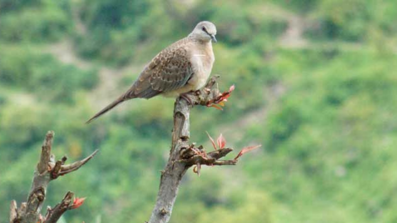 मेरे गीतों में बसी