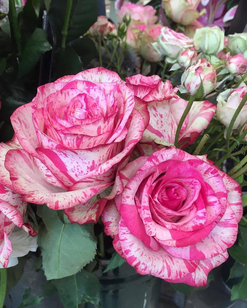 मुरझाया है स्नेह