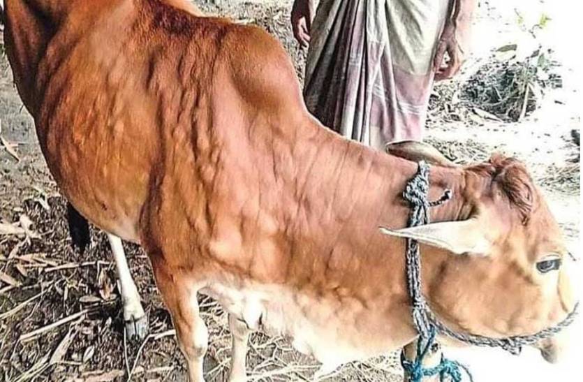 Disease in Animals : फैल रही लम्पी स्किन घातक बीमारी