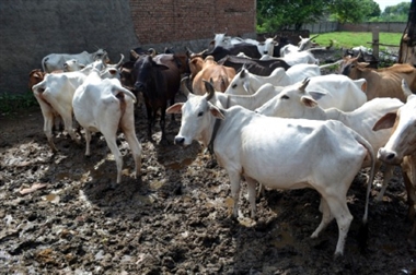 Culture : गायों की हो रही है दुर्दशा