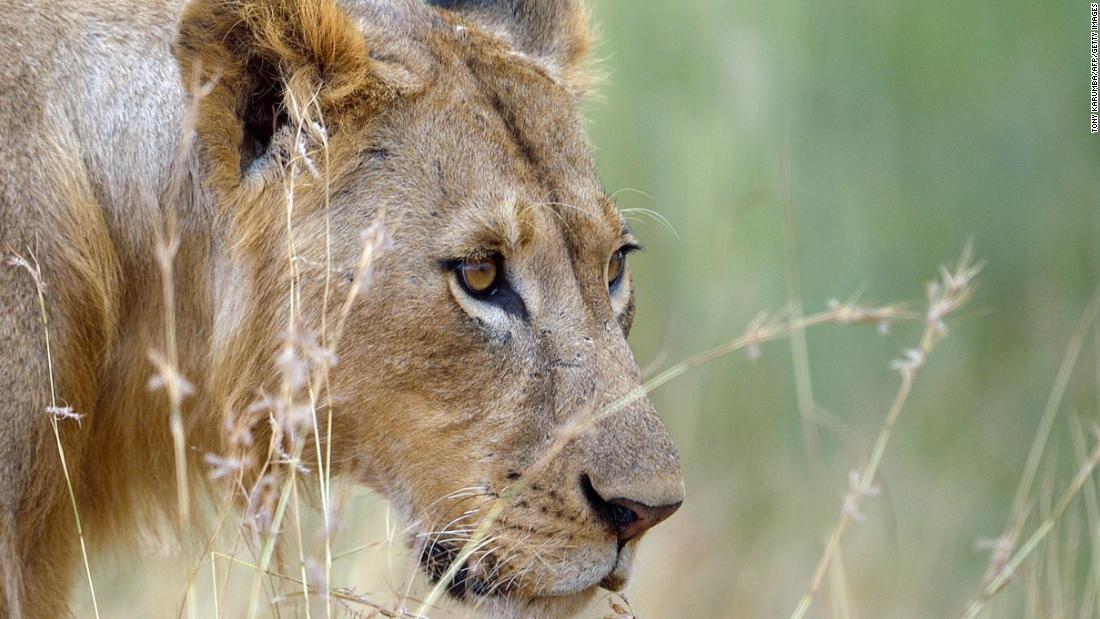 Trophy hunting : वन्य जीवों के अस्तित्व पर मंडराता संकट