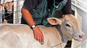 पशु चिकित्सा को चिकित्सा की जरूरत