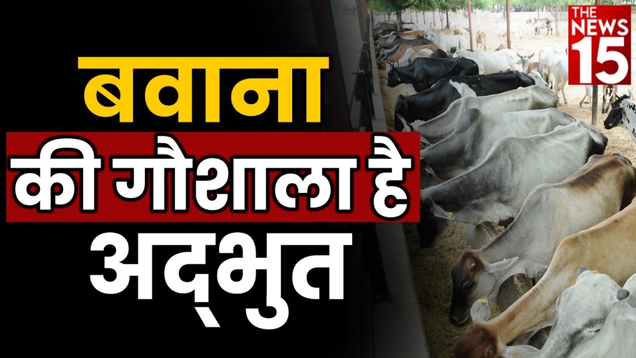 Delhi के Bawana में ग्रामीण गौशाला में ऐसे होती है गौ माता की देखरेख