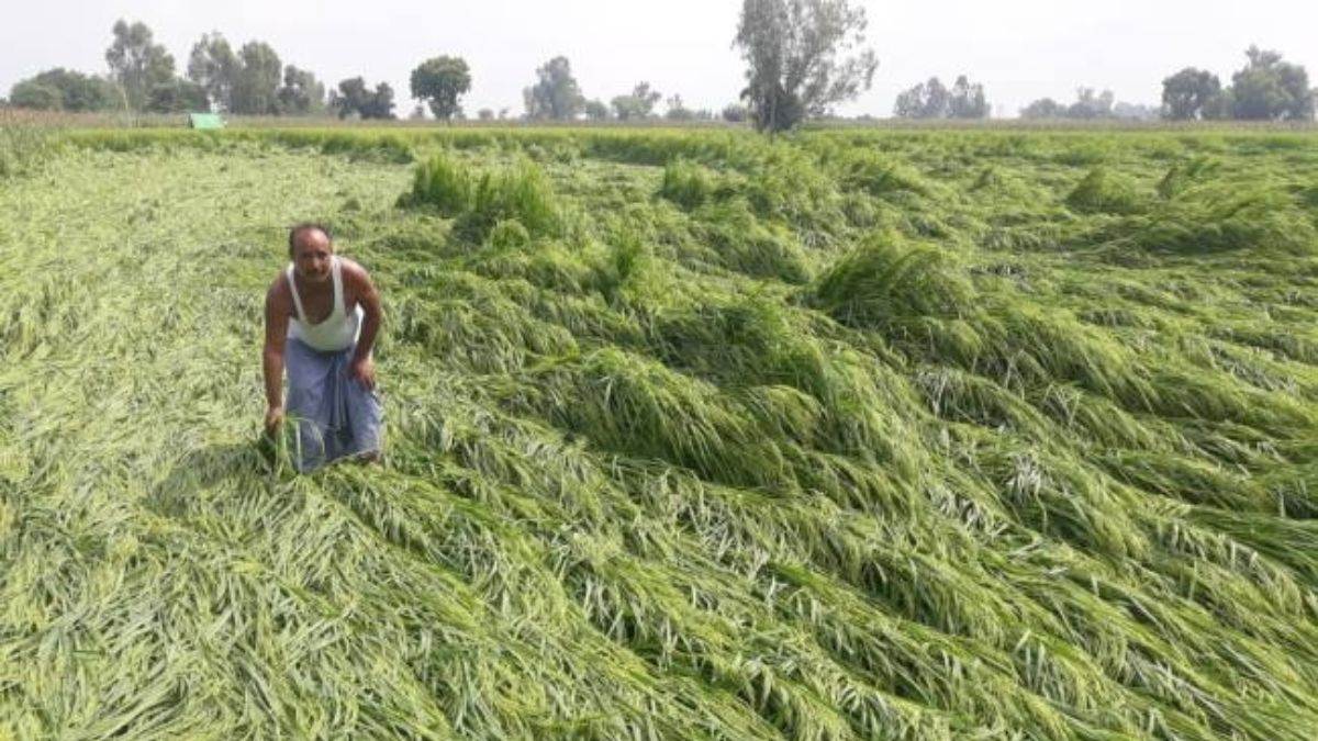 UP Rain: यूपी में भारी बारिश से फसलों को नुकसान, नीचे गिरा पारा, लखनऊ समेत इन जिलों में चेतावनी जारी