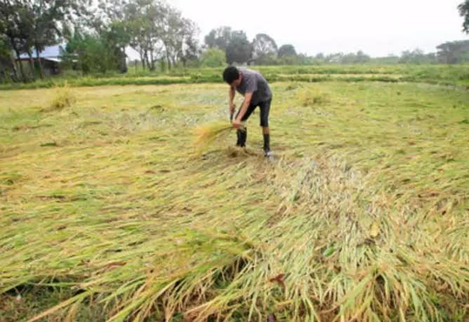 बेमौसम बारिश और ओलावृष्टि से किसानों की आंखों में आंसू तथा सिर पर चिंता की लकीरें 