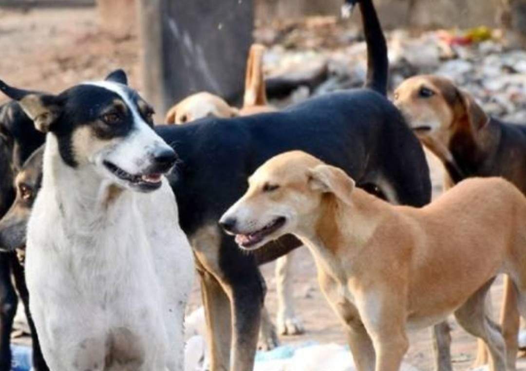 जान के दुश्मन बनते आवारा कुत्ते