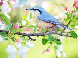 वसंत पंचमी पर तातियागंज में होगा वसंत उत्सव 