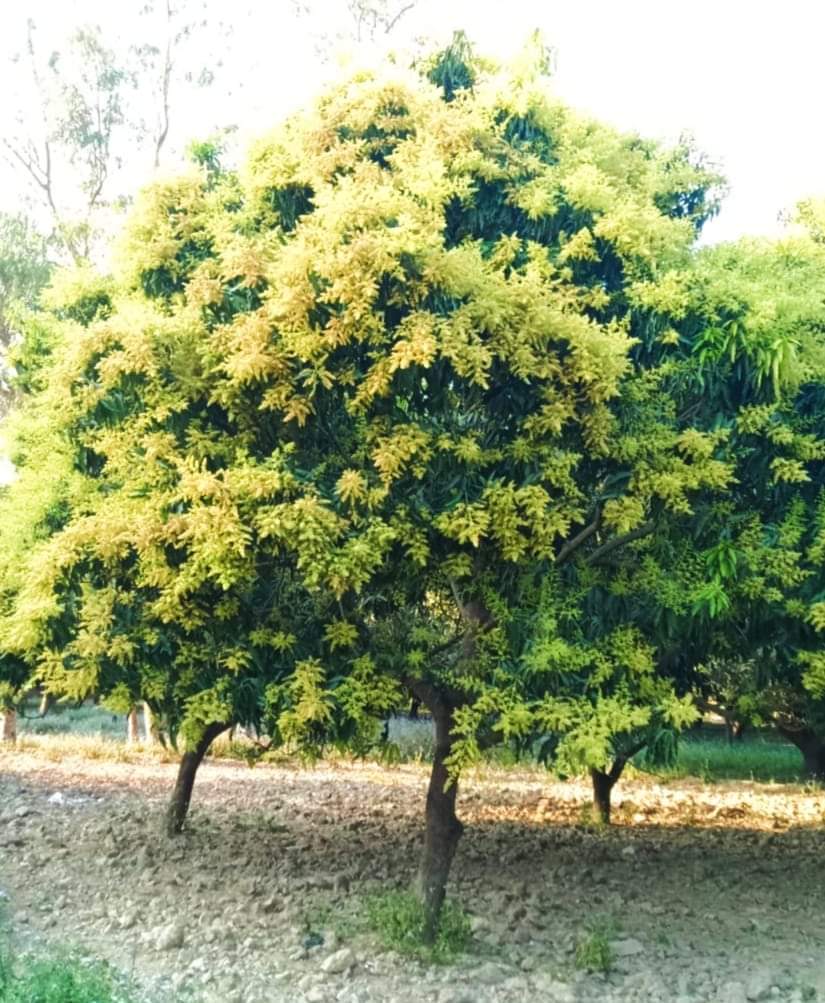 जब आम पर बोर आ रहा हो उस समय कीटनाशक के प्रयोग से बचने की जरूरत : डा एस के सिंह