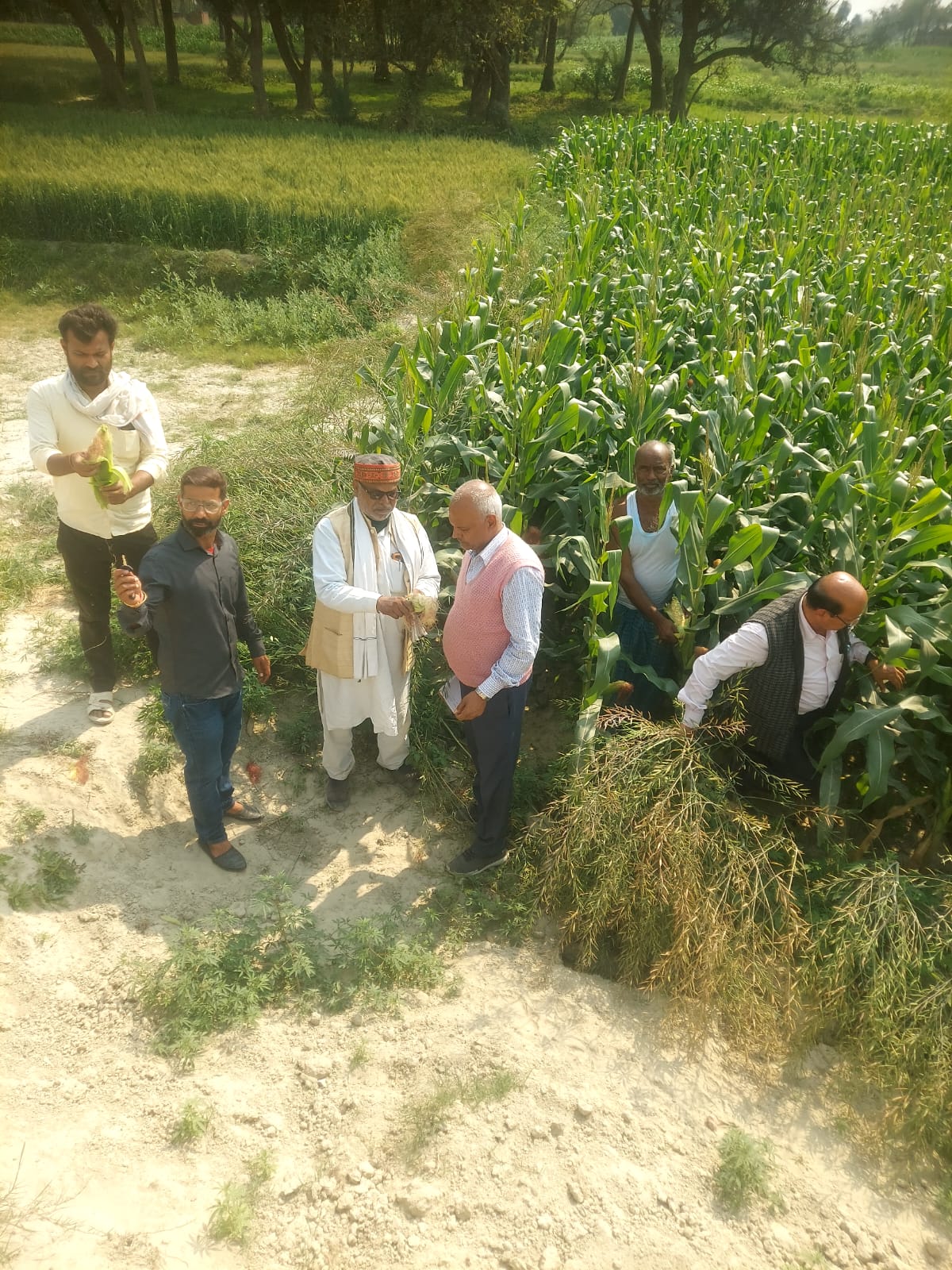 मक्के की बाली में दाना नहीं आने से किसान हताश, आत्महत्या करने की दी चेतावनी