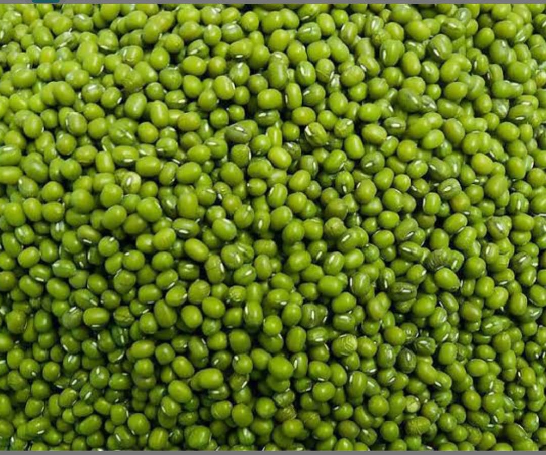  बिहार में दलहनी फसलों का रानी के नाम विख्यात है मूंग 