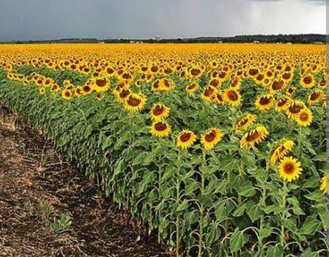 बिहार के जलजमाव वाले क्षेत्र को छोड़कर सभी क्षेत्रों में सूर्यमुखी की खेती संभव