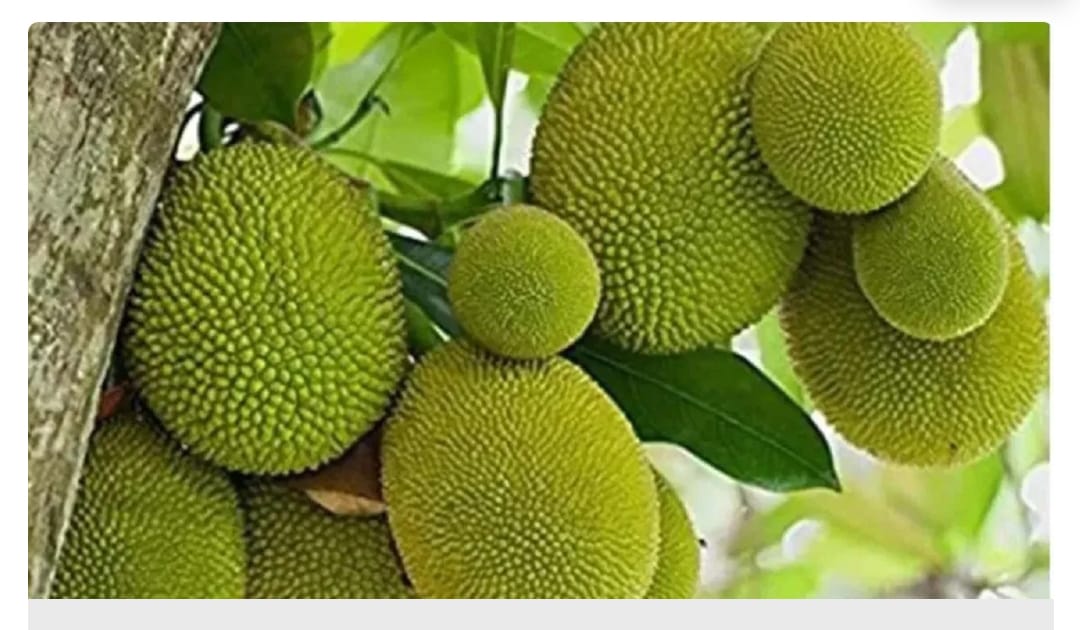 राइजोपस स्टोलोनिफर नामक फंगस का भारत ही नहीं बल्कि पूरी दुनिया में है प्रकोप :  डा संजय कुमार सिंह।