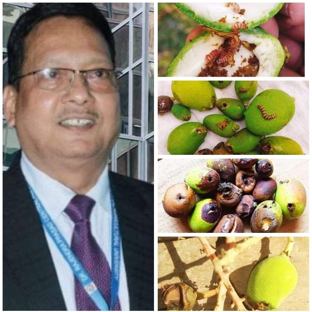  आम के रेड बैंडेड कैटरपिलर कीट के प्रति विशेष सावधानी बरतने की जरूरत