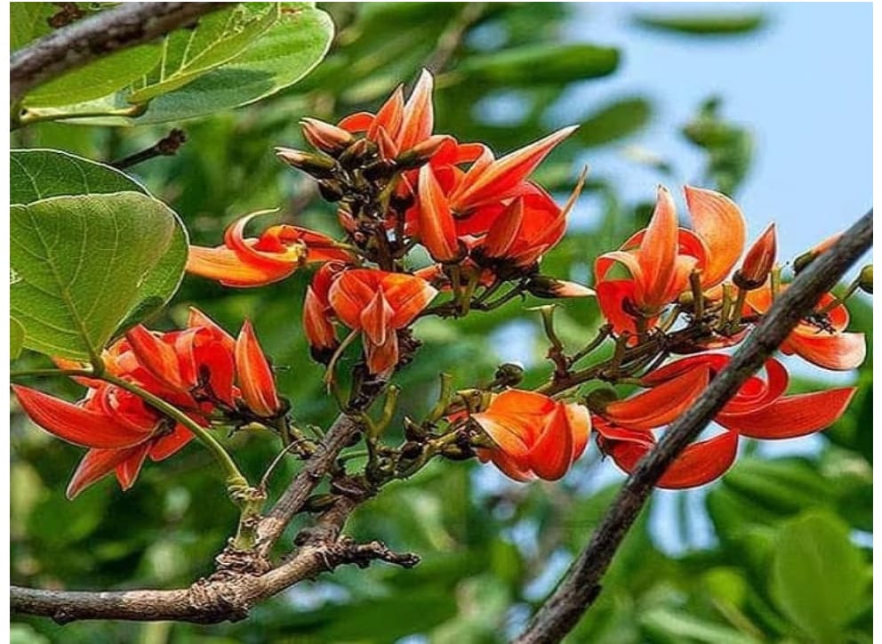 रासायनिक रंगों की बढ़ती खपत के कारण पलाश के फूल खोने लगे अपनी पहचान