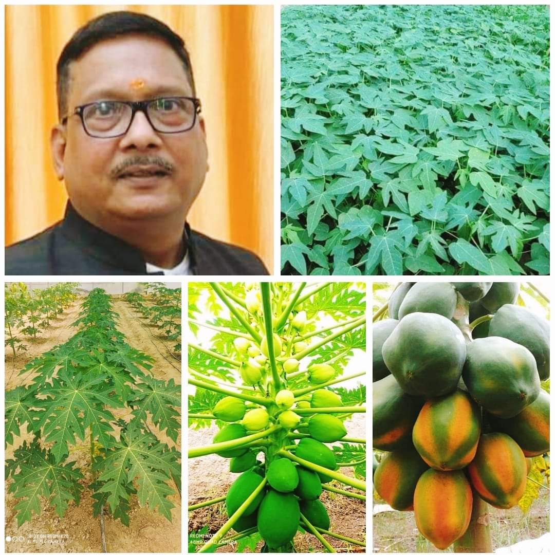 उत्तर भारत में पपीते के पौधों को सफलतापूर्वक स्थापित करने के लिए योजना, तैयारी एवं निष्पादन की जरूरत : वैज्ञानिक