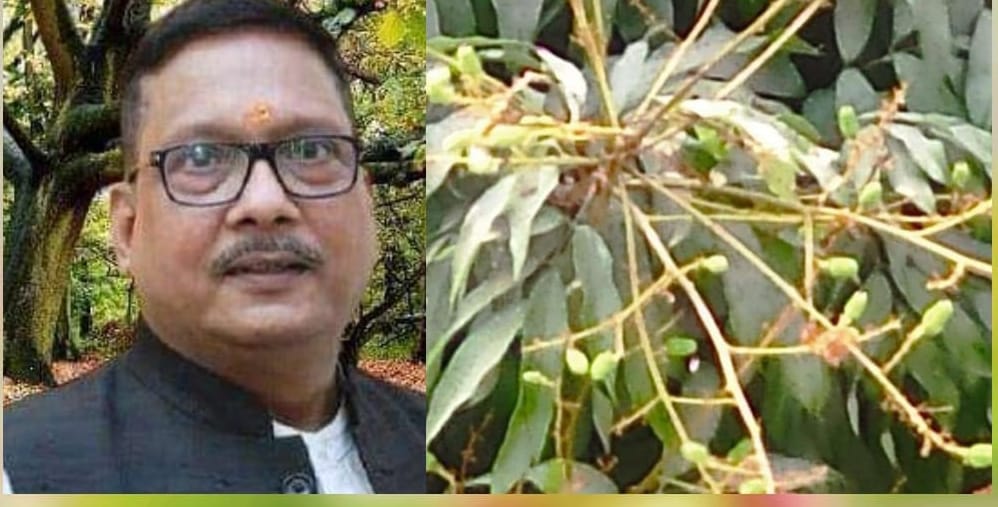 लीची में फल छेदक कीट का प्रबंधन करने की जरूरत : वैज्ञानिक