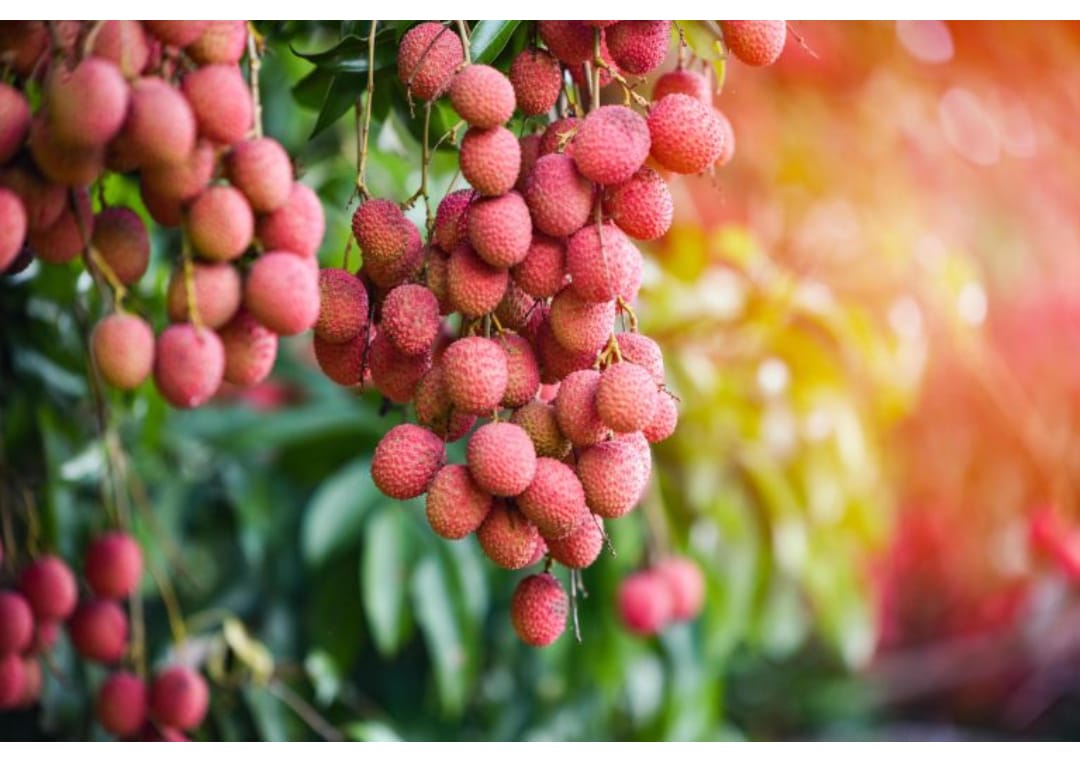 भीषण गर्मी के दौरान लीची के गुठली का आकार होगा बड़ा : वैज्ञानिक