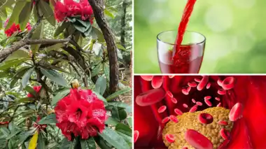हिमालय की गोद से निकला एक ऐसा फूल, जो आपके बुढ़ापे को भी रोक लेगा, जिससे मिलेंगे ये 10 फायदे