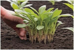 जलवायु परिवर्तन के दौर में प्राकृतिक खेती से बदलेगी किसानों की तस्वीर व तकदीर