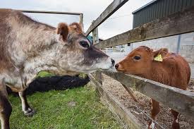 पशु जीवन के साथ भी हो गरिमापूर्ण व्यवहार