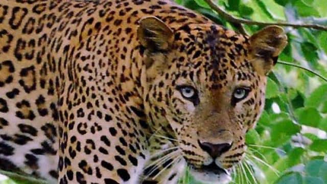 बिजनौर के लच्छीरामपुर गांव में गुलदार का आतंक, ग्रामवासियों में दहशत