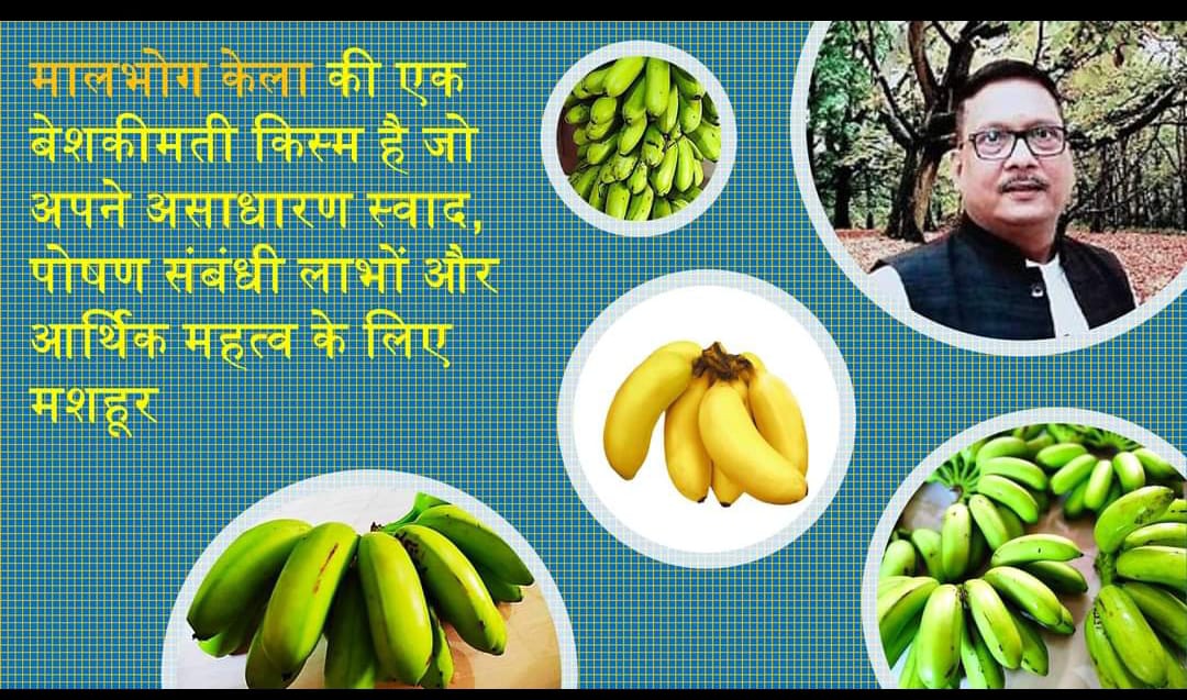 मालभोग केले की खेती उन क्षेत्रों की स्थानीय अर्थव्यवस्था में महत्वपूर्ण भूमिका निभाती : डा. संजय कुमार सिंह