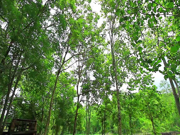 हरियाली तुम आने दो।