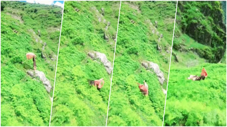 लाइक-कमेंट के चक्कर में मौत की रील