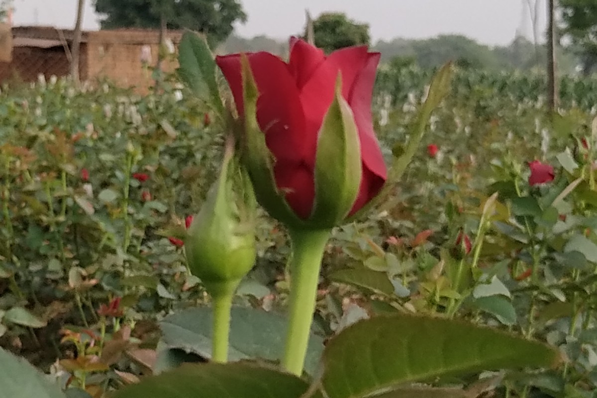 दीमक लगे गुलाब