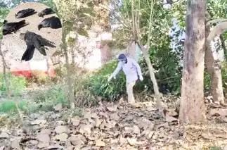 दो दिनों में 20 कौओं की मौत से दहशत