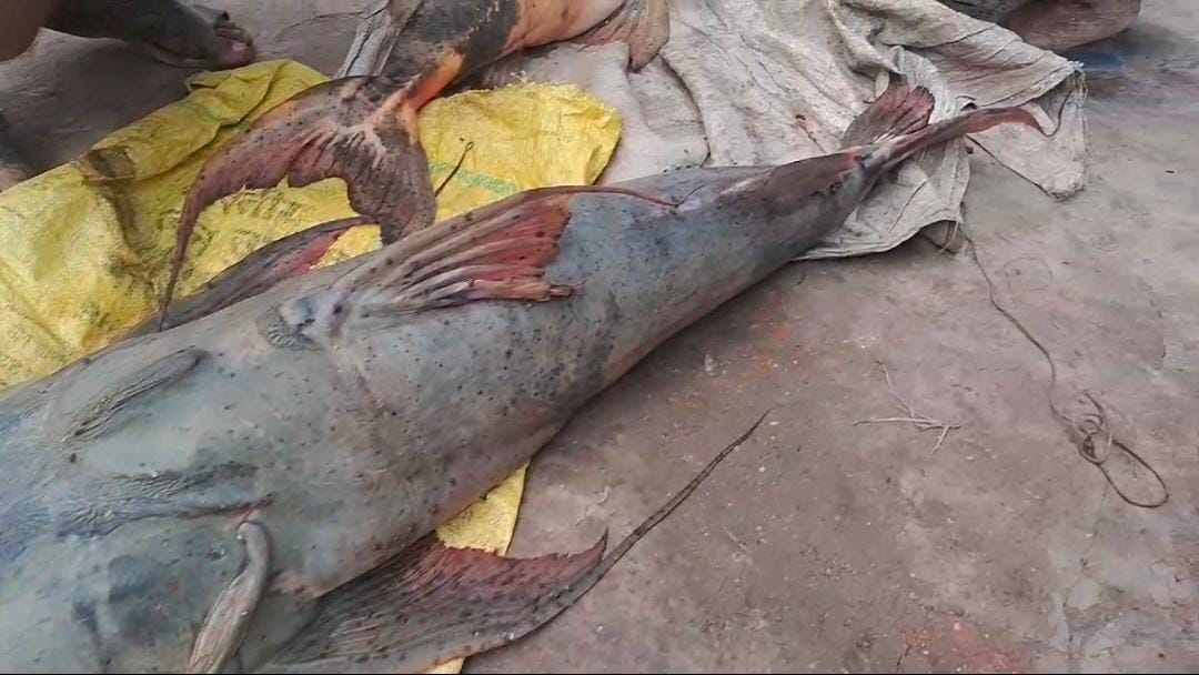 कटिहार: कुर्सेला गंगा दियारा में मछुआरों के जाल में फंसे 35 और 41 किलो के बघार, देखने उमड़ी भीड़