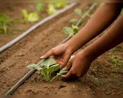 जनपद को प्राकृतिक खेती के लिए 10 क्लस्टर बनाने का लक्ष्य मिला