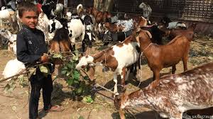 मिटटी के बकरे की बलि देने पर जोर!