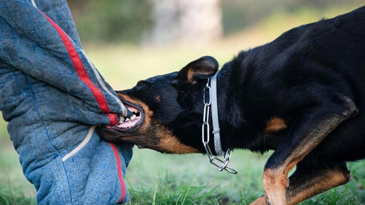 दिमागी रेबीज यानी इंसान से दूरी, कुत्ते से करीबी