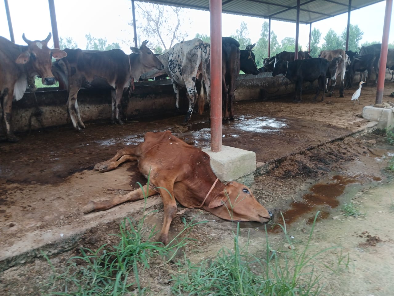 ग्रामीणों ने पशु चिकित्सकों पर एक्सपायर डेट के इंजेक्शन लगाने का आरोप लगाया