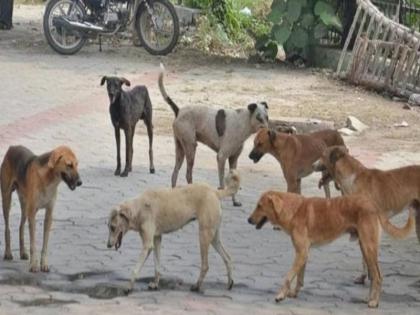 राजस्थान में भी आवारा कुत्तों और पशुओं को सड़कों से हटाने का आदेश