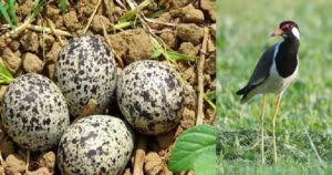 टिटहरी: प्रकृति की मौन चेतावनी :  जहाँ विज्ञान चूक जाता है, वहाँ टिटहरी पहले चेताती है