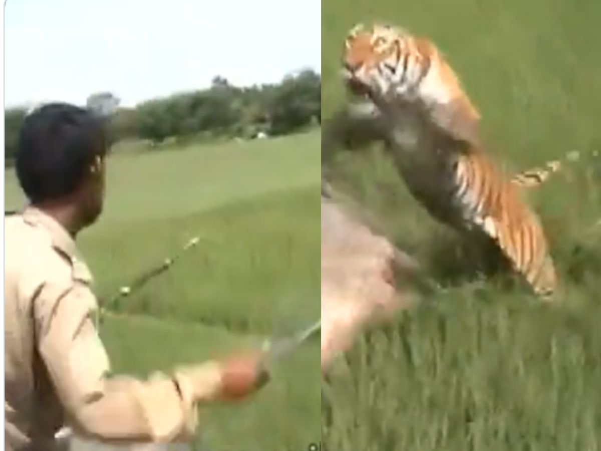 हाथी पर बैठा था महावत..झाड़ियों में छिपे बाघ ने बोल दिया हमला