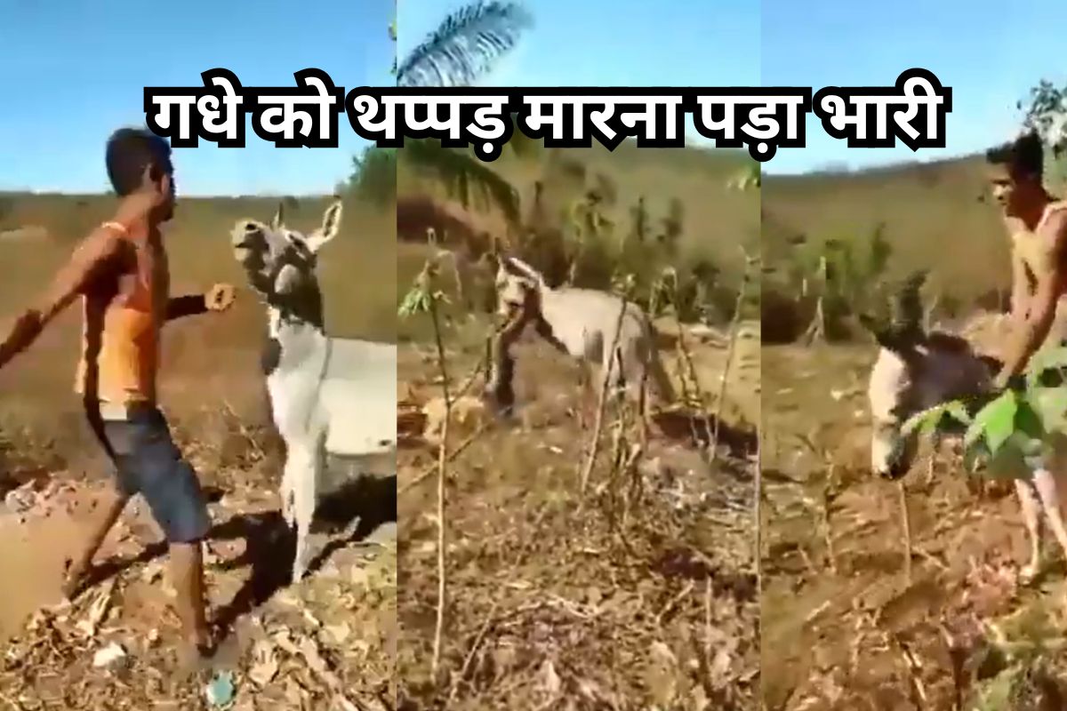 जब मालिक को सबक सीखा दिया गधे ने।
