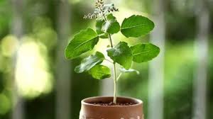 Tulsi Shubh Sanket : तुलसी पर ओस की बूंदें और सुंगध…  ?